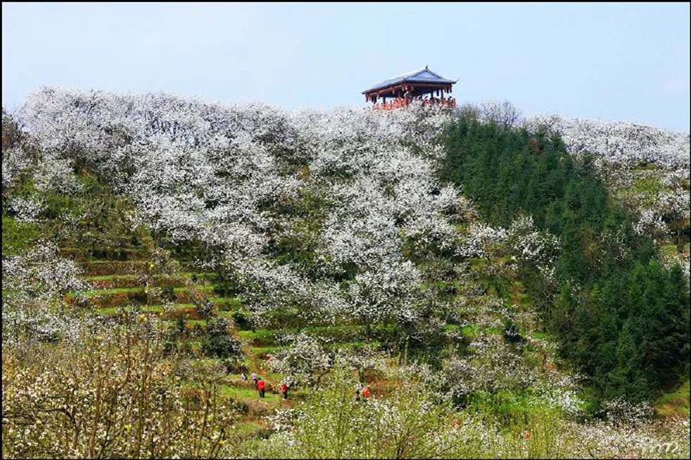 【春天，广西桂林灌阳县向您发出邀请！】我们在灌阳看梨花 - 游山玩水 - 抚顺生活社区 - 抚顺28生活网 fushun.28life.net