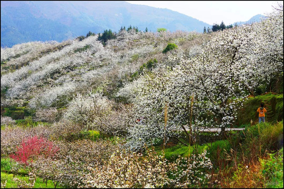 【春天，广西桂林灌阳县向您发出邀请！】我们在灌阳看梨花 - 游山玩水 - 抚顺生活社区 - 抚顺28生活网 fushun.28life.net