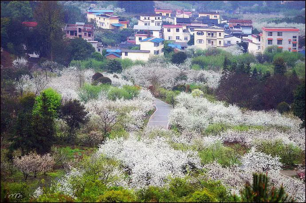 【春天，广西桂林灌阳县向您发出邀请！】我们在灌阳看梨花 - 游山玩水 - 抚顺生活社区 - 抚顺28生活网 fushun.28life.net