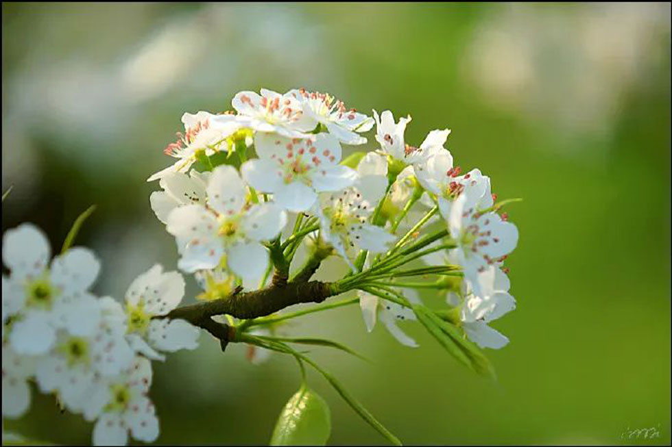 【春天，广西桂林灌阳县向您发出邀请！】我们在灌阳看梨花 - 游山玩水 - 抚顺生活社区 - 抚顺28生活网 fushun.28life.net