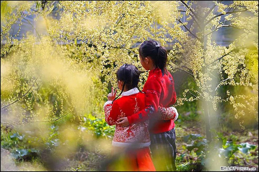 【春天，广西桂林灌阳县向您发出邀请！】米珠山前有片山苍子花在飘香 - 游山玩水 - 抚顺生活社区 - 抚顺28生活网 fushun.28life.net