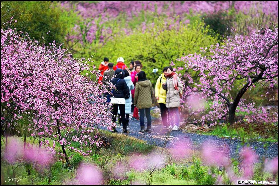 【春天，广西桂林灌阳县向您发出邀请！】官庄村有个醉美的桃花园 - 游山玩水 - 抚顺生活社区 - 抚顺28生活网 fushun.28life.net