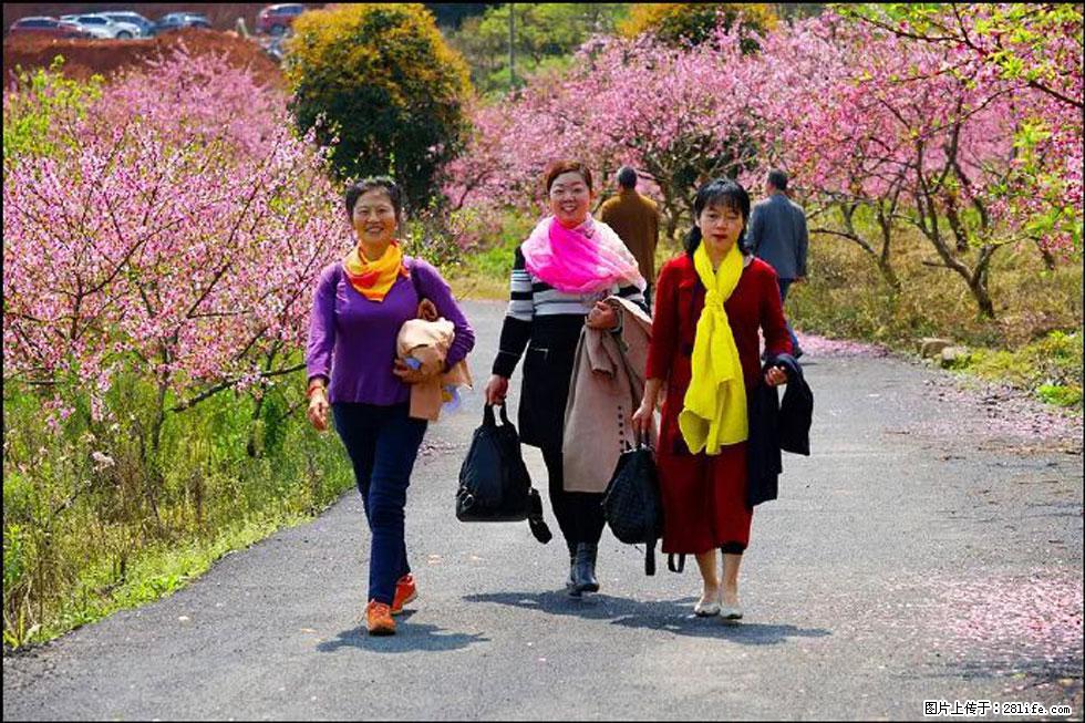 【春天，广西桂林灌阳县向您发出邀请！】官庄村有个醉美的桃花园 - 游山玩水 - 抚顺生活社区 - 抚顺28生活网 fushun.28life.net