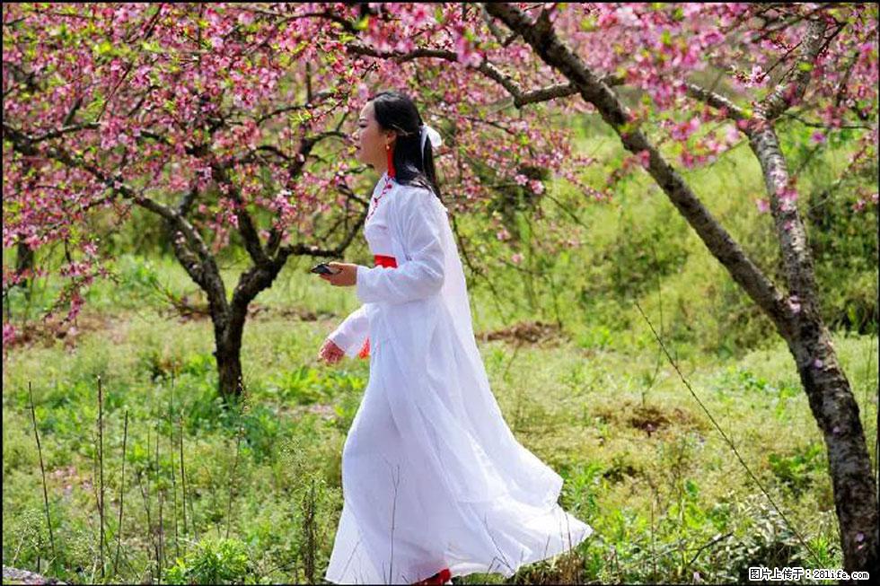 【春天，广西桂林灌阳县向您发出邀请！】官庄村有个醉美的桃花园 - 游山玩水 - 抚顺生活社区 - 抚顺28生活网 fushun.28life.net