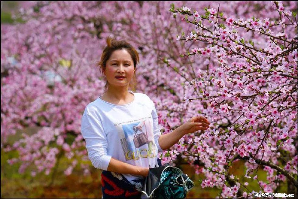 【春天，广西桂林灌阳县向您发出邀请！】官庄村有个醉美的桃花园 - 游山玩水 - 抚顺生活社区 - 抚顺28生活网 fushun.28life.net