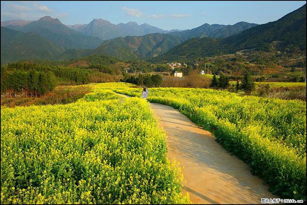 【春天，广西桂林灌阳县向您发出邀请！】长坪村油菜盛情花开 - 游山玩水 - 抚顺生活社区 - 抚顺28生活网 fushun.28life.net