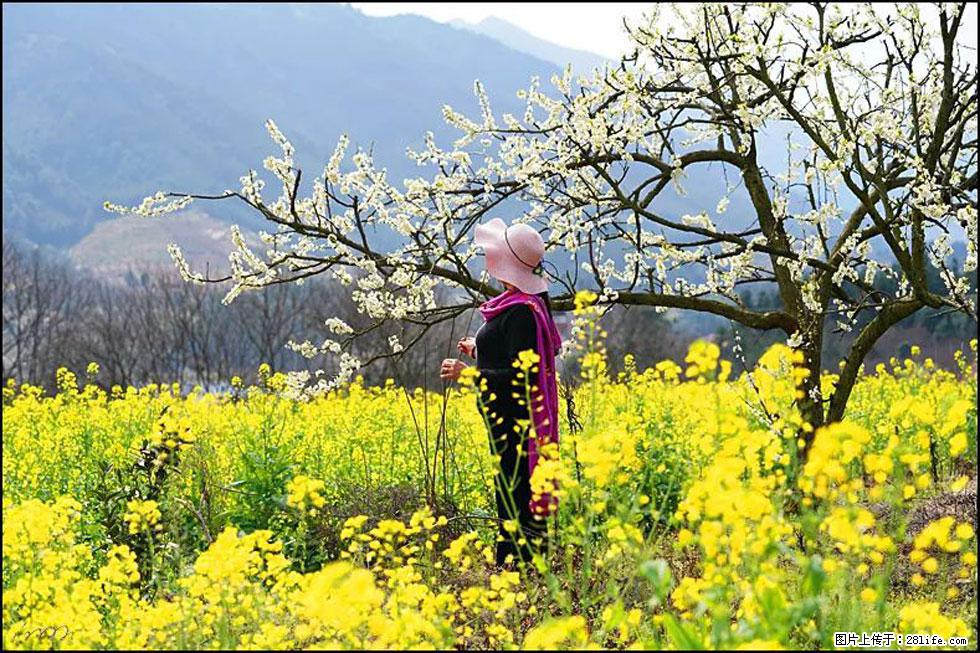 【春天，广西桂林灌阳县向您发出邀请！】长坪村油菜盛情花开 - 游山玩水 - 抚顺生活社区 - 抚顺28生活网 fushun.28life.net