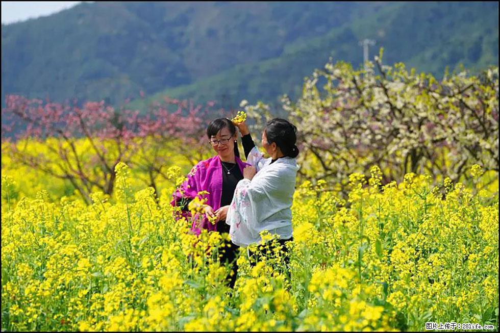 【春天，广西桂林灌阳县向您发出邀请！】长坪村油菜盛情花开 - 游山玩水 - 抚顺生活社区 - 抚顺28生活网 fushun.28life.net
