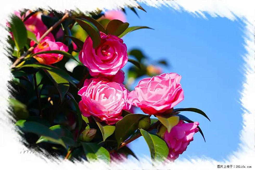 【春天，广西桂林灌阳县向您发出邀请！】杨柳井茶花惹人爱 - 游山玩水 - 抚顺生活社区 - 抚顺28生活网 fushun.28life.net