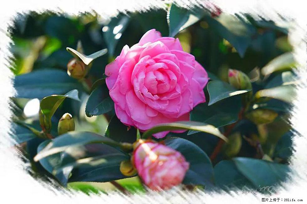 【春天，广西桂林灌阳县向您发出邀请！】杨柳井茶花惹人爱 - 游山玩水 - 抚顺生活社区 - 抚顺28生活网 fushun.28life.net