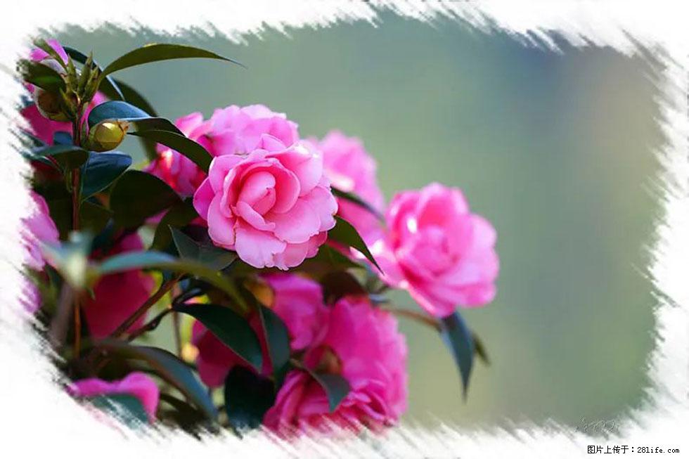 【春天，广西桂林灌阳县向您发出邀请！】杨柳井茶花惹人爱 - 游山玩水 - 抚顺生活社区 - 抚顺28生活网 fushun.28life.net