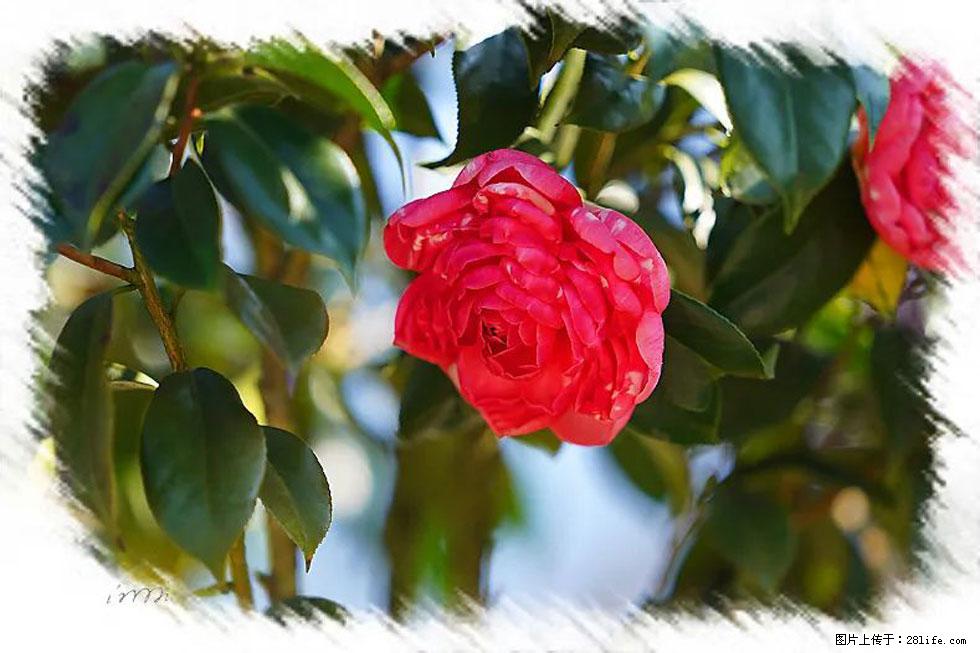 【春天，广西桂林灌阳县向您发出邀请！】杨柳井茶花惹人爱 - 游山玩水 - 抚顺生活社区 - 抚顺28生活网 fushun.28life.net