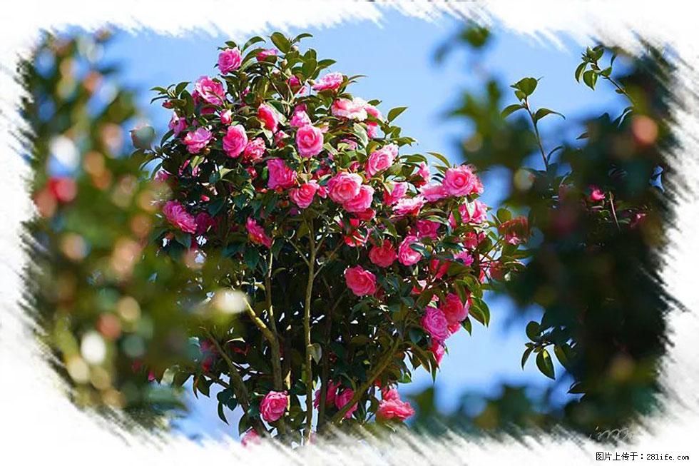 【春天，广西桂林灌阳县向您发出邀请！】杨柳井茶花惹人爱 - 游山玩水 - 抚顺生活社区 - 抚顺28生活网 fushun.28life.net