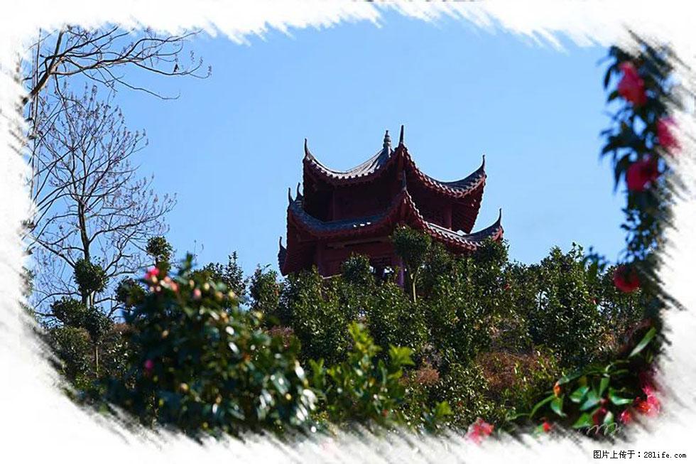【春天，广西桂林灌阳县向您发出邀请！】杨柳井茶花惹人爱 - 游山玩水 - 抚顺生活社区 - 抚顺28生活网 fushun.28life.net