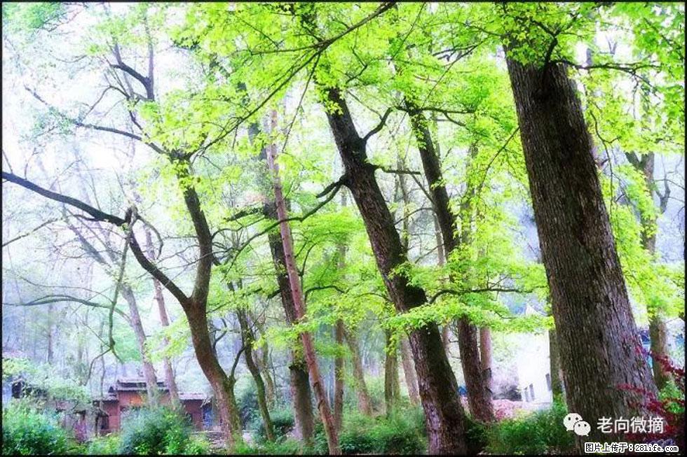 【春天，广西桂林灌阳县向您发出邀请！】在小龙村与春天约会 - 游山玩水 - 抚顺生活社区 - 抚顺28生活网 fushun.28life.net