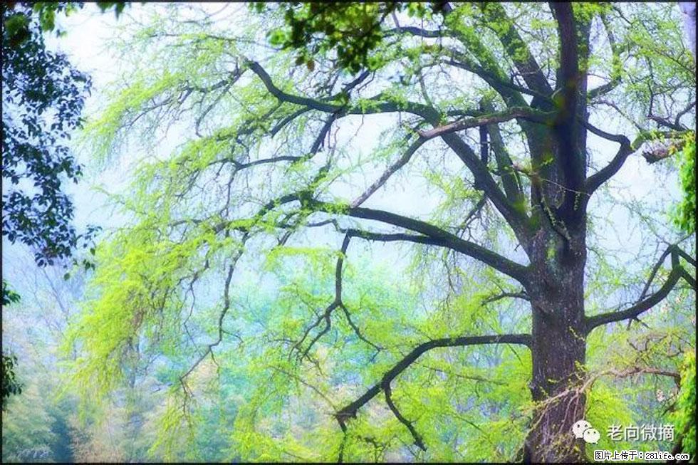 【春天，广西桂林灌阳县向您发出邀请！】在小龙村与春天约会 - 游山玩水 - 抚顺生活社区 - 抚顺28生活网 fushun.28life.net