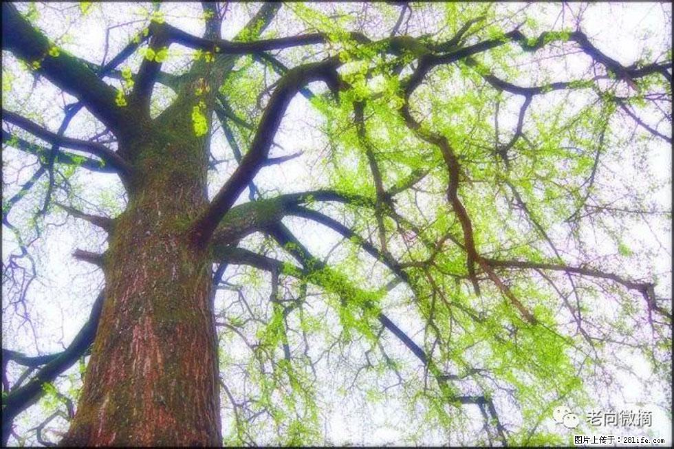 【春天，广西桂林灌阳县向您发出邀请！】在小龙村与春天约会 - 游山玩水 - 抚顺生活社区 - 抚顺28生活网 fushun.28life.net