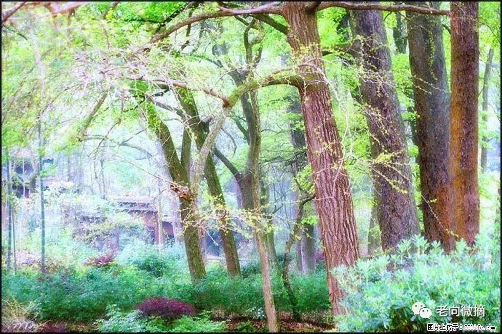 【春天，广西桂林灌阳县向您发出邀请！】在小龙村与春天约会 - 游山玩水 - 抚顺生活社区 - 抚顺28生活网 fushun.28life.net