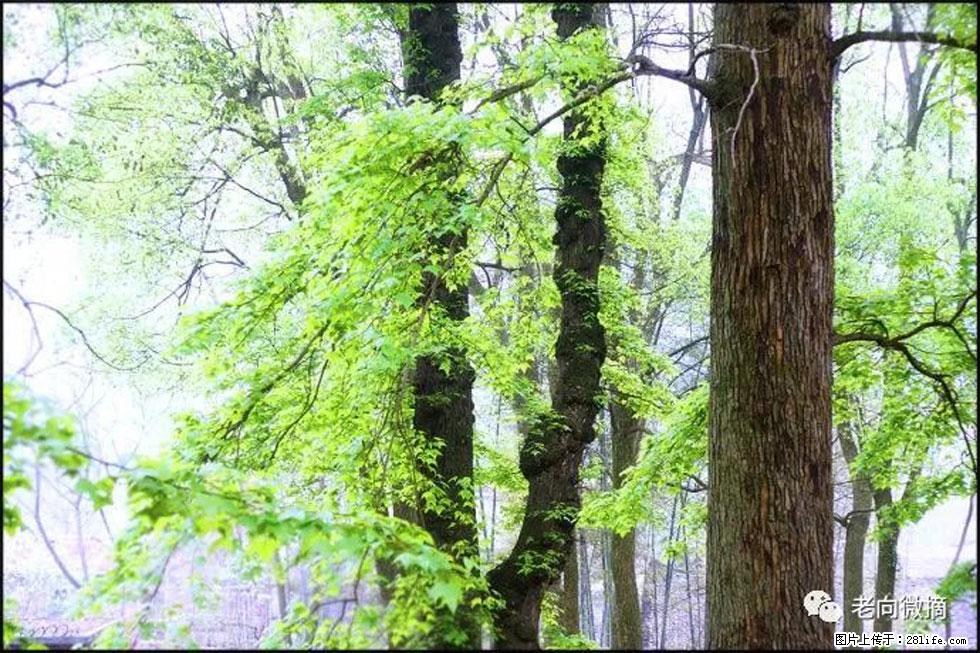 【春天，广西桂林灌阳县向您发出邀请！】在小龙村与春天约会 - 游山玩水 - 抚顺生活社区 - 抚顺28生活网 fushun.28life.net
