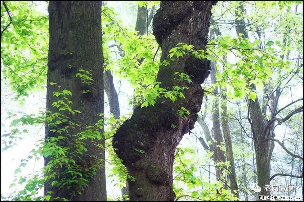 【春天，广西桂林灌阳县向您发出邀请！】在小龙村与春天约会 - 游山玩水 - 抚顺生活社区 - 抚顺28生活网 fushun.28life.net