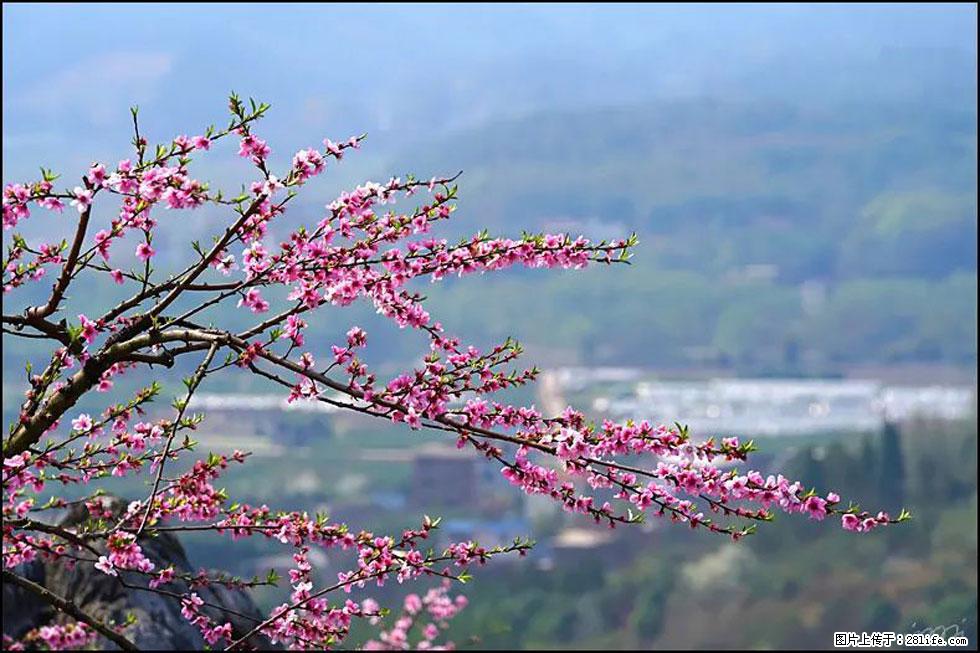 【春天,广西桂林灌阳县向您发出邀请!】望月岭上桃花开 - 游山玩水 - 抚顺生活社区 - 抚顺28生活网 fushun.28life.net