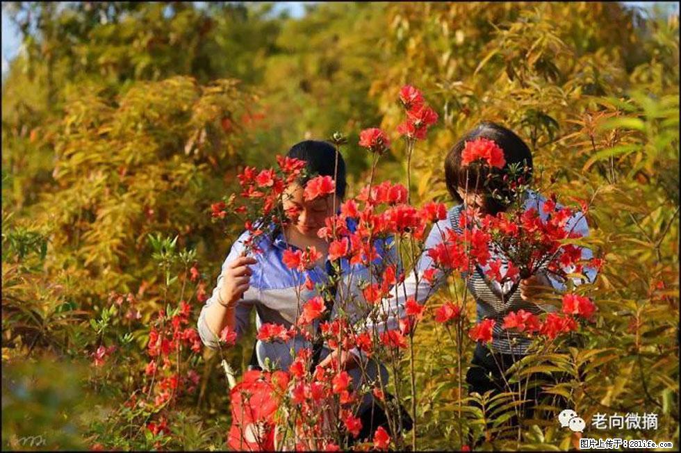 【春天，广西桂林灌阳县向您发出邀请！】登麒麟山，相约映山红 - 游山玩水 - 抚顺生活社区 - 抚顺28生活网 fushun.28life.net