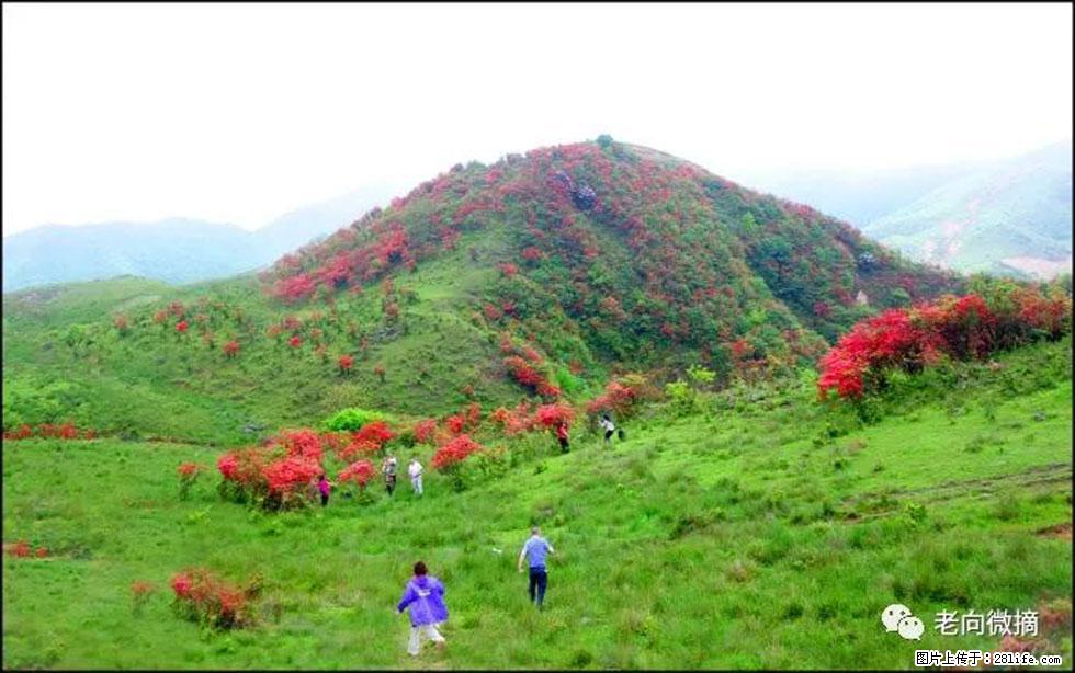 【春天，广西桂林灌阳县向您发出邀请！】宝盖山上映山红 - 游山玩水 - 抚顺生活社区 - 抚顺28生活网 fushun.28life.net