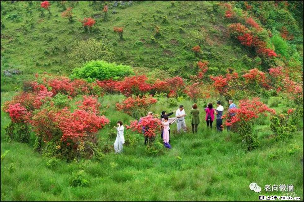 【春天，广西桂林灌阳县向您发出邀请！】宝盖山上映山红 - 游山玩水 - 抚顺生活社区 - 抚顺28生活网 fushun.28life.net