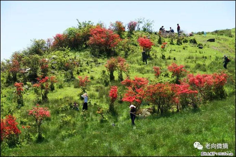 【春天，广西桂林灌阳县向您发出邀请！】宝盖山上映山红 - 游山玩水 - 抚顺生活社区 - 抚顺28生活网 fushun.28life.net