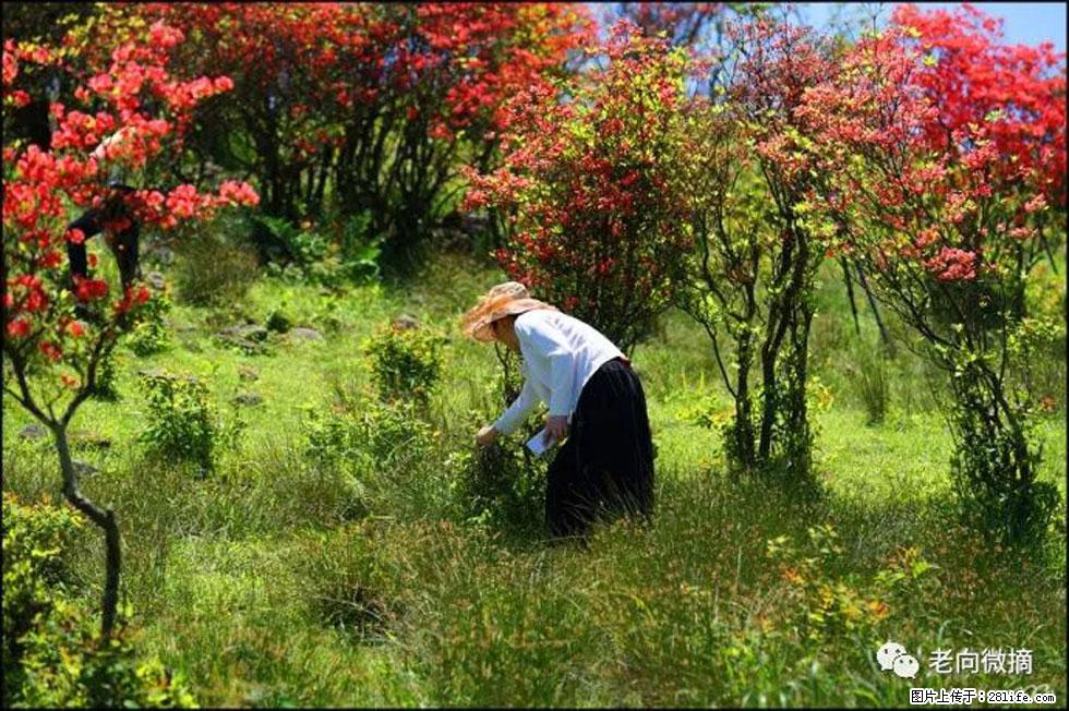 【春天，广西桂林灌阳县向您发出邀请！】宝盖山上映山红 - 游山玩水 - 抚顺生活社区 - 抚顺28生活网 fushun.28life.net