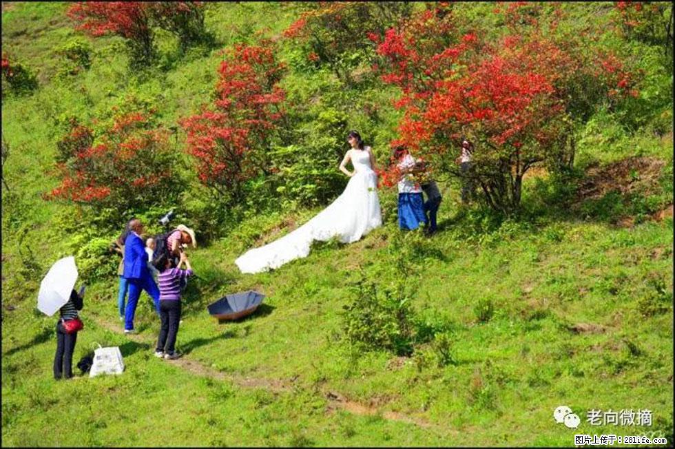 【春天，广西桂林灌阳县向您发出邀请！】宝盖山上映山红 - 游山玩水 - 抚顺生活社区 - 抚顺28生活网 fushun.28life.net