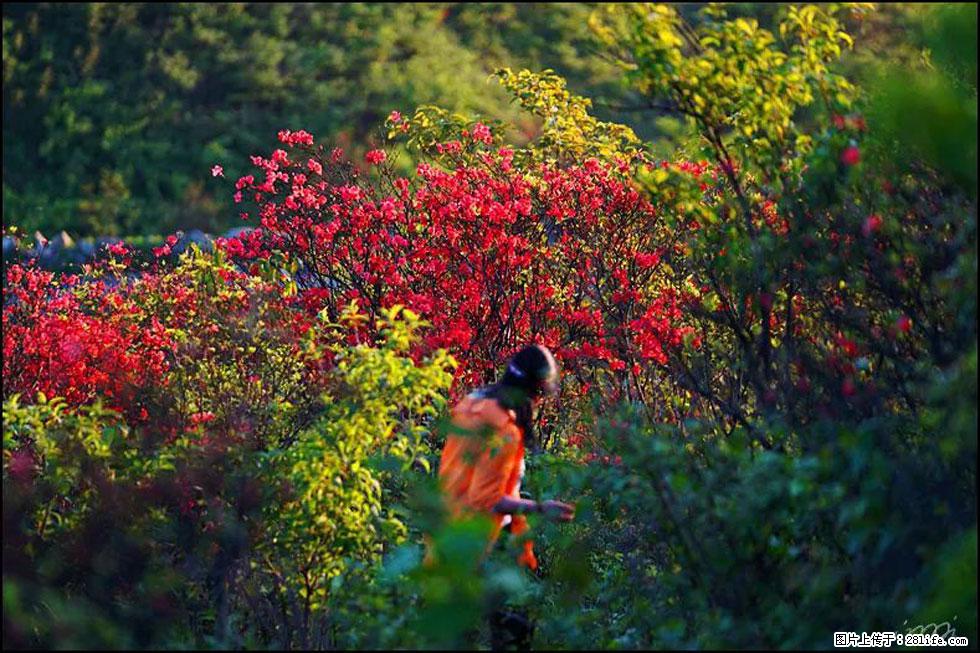 【春天，广西桂林灌阳县向您发出邀请！】春木界上映山红 - 游山玩水 - 抚顺生活社区 - 抚顺28生活网 fushun.28life.net