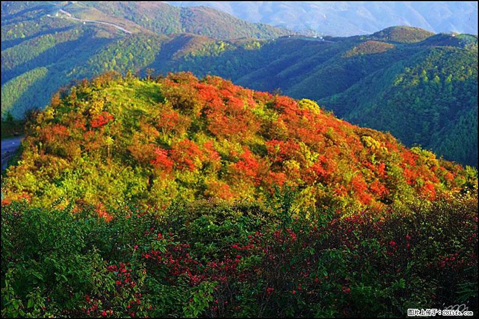 【春天，广西桂林灌阳县向您发出邀请！】春木界上映山红 - 游山玩水 - 抚顺生活社区 - 抚顺28生活网 fushun.28life.net
