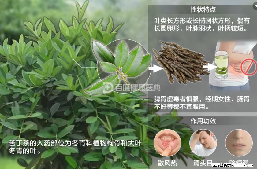 苦丁茶有哪些功效和作用 - 生活百科 - 抚顺生活社区 - 抚顺28生活网 fushun.28life.net