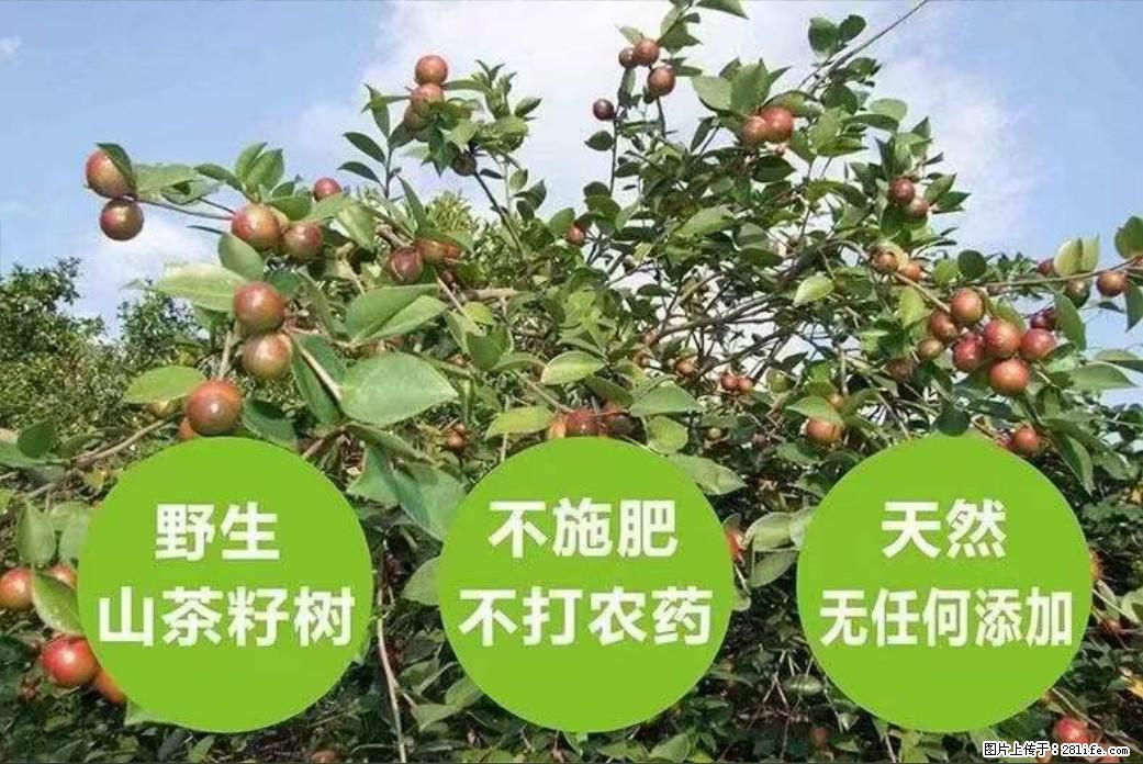 【灌阳县油茶产业示范区】一个有着充实的精神生活的人，对待身外之物自会有一种淡泊的态度 - 美食天地 - 抚顺生活社区 - 抚顺28生活网 fushun.28life.net