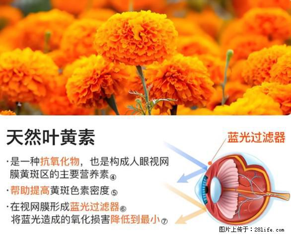 叶黄素有什么功效和作用 - 生活百科 - 抚顺生活社区 - 抚顺28生活网 fushun.28life.net