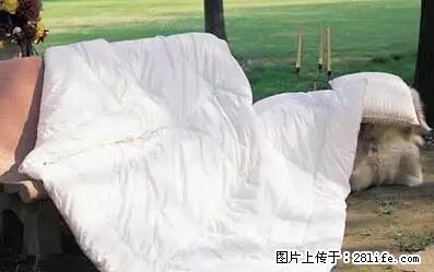 被子有异味？只要这样做，比晒太阳还强100倍！ - 家居生活 - 抚顺生活社区 - 抚顺28生活网 fushun.28life.net