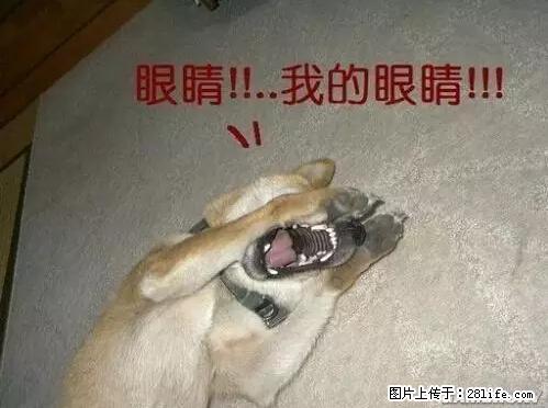 笑癫了！一女的怀孕三年未生，他终于忍不住了... - 娱乐八卦 - 抚顺生活社区 - 抚顺28生活网 fushun.28life.net