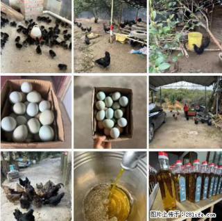 油茶园从小鸡仔开始养起的纯土鸡、土鸡蛋可以预定啦！还有前几天刚榨的纯山茶油哦 - 抚顺28生活网 fushun.28life.net
