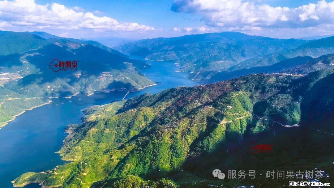 时间果百年古树龙珠普洱生茶 - 购物交流 - 抚顺生活社区 - 抚顺28生活网 fushun.28life.net