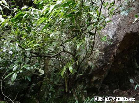 平乐石崖茶，珍贵仅次于金花茶 - 抚顺生活资讯 - 抚顺28生活网 fushun.28life.net