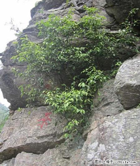平乐石崖茶，珍贵仅次于金花茶 - 抚顺生活资讯 - 抚顺28生活网 fushun.28life.net