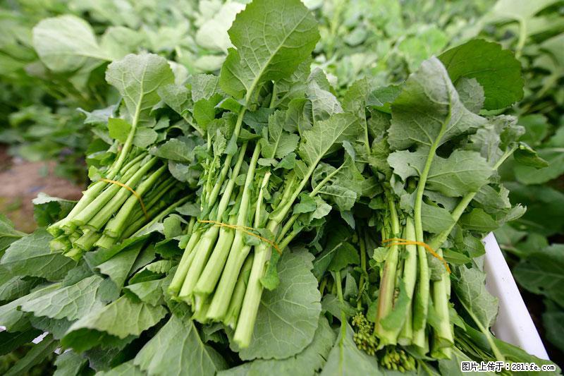 这些蔬菜是“天然钙片”,这6种被医生重点推荐 - 抚顺生活资讯 - 抚顺28生活网 fushun.28life.net